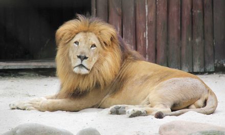 Zoo Balneário Camboriú – Complexo Ambiental Cyro Gevaerd