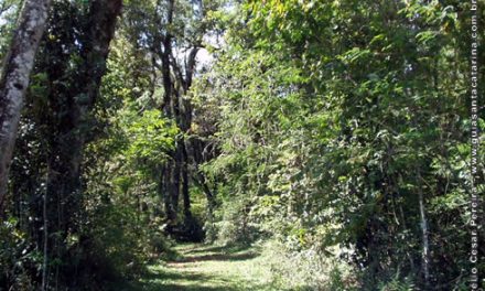 Trilha e Cascata Ecológica