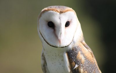 Artfalcon Falcoaria