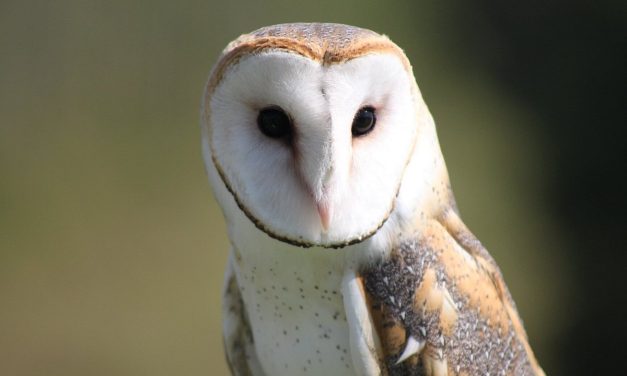 Artfalcon Falcoaria