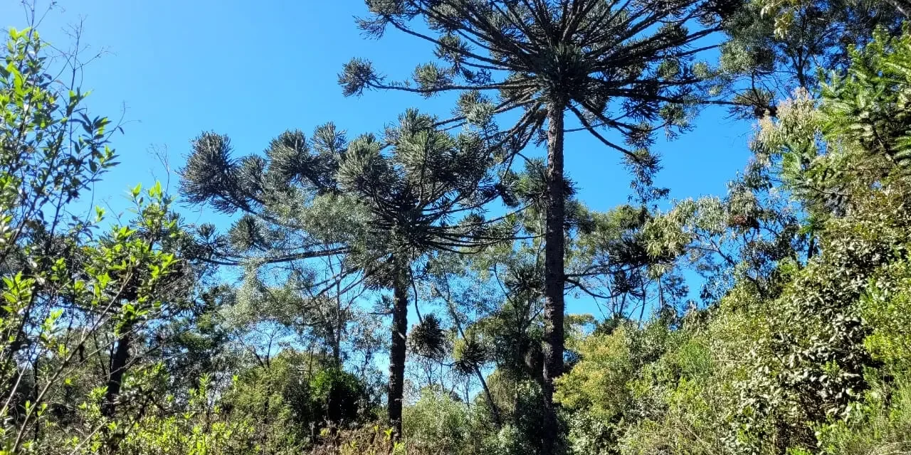 Parque Natural João José Theodoro da Costa Neto