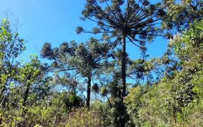 Parque Natural João José Theodoro da Costa Neto