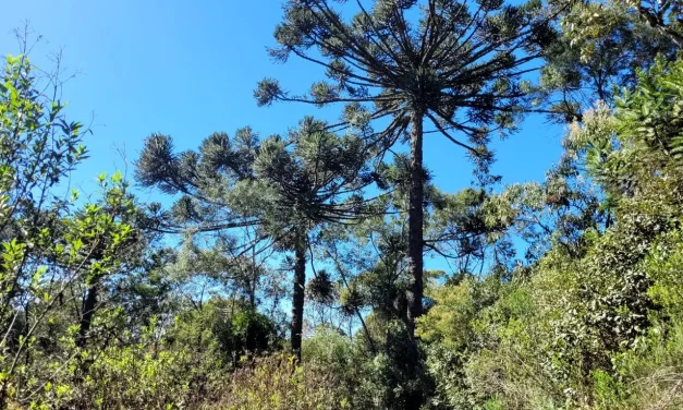 Parque Natural João José Theodoro da Costa Neto