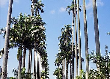 Rua das Palmeiras