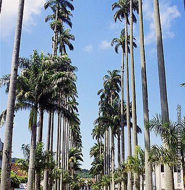 Rua das Palmeiras