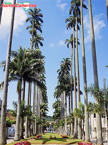 Rua das Palmeiras