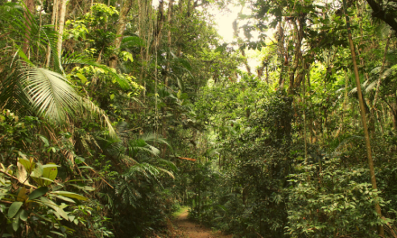 Parque Natural Municipal São Francisco de Assis