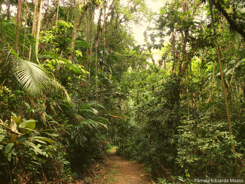 Parque Natural Municipal São Francisco de Assis