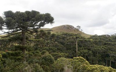 Mirante das Araucárias