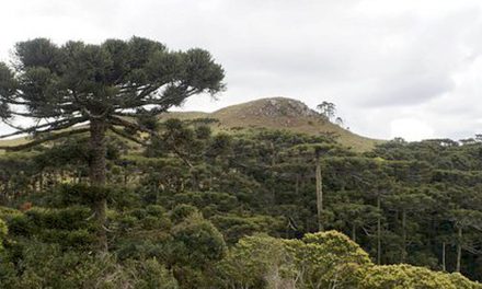 Mirante das Araucárias